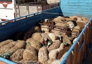 انهدام باند سارقان احشام در دهاقان / کشف 4 راس دام مسروقه