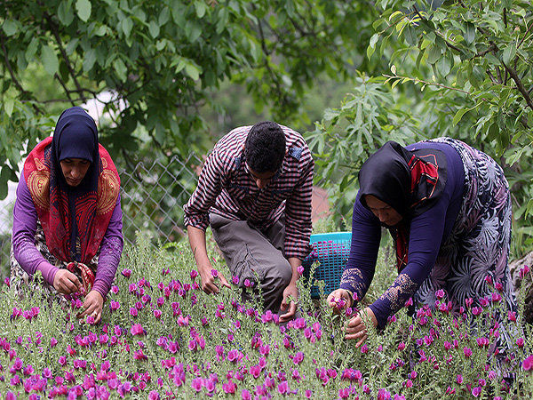 برداشت گل گاوزبان در گیلان آغاز شد