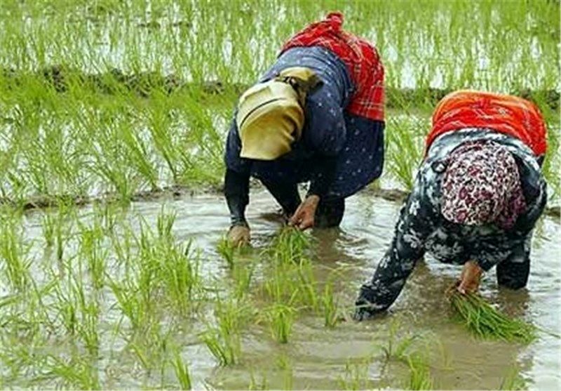 نشا برنج شالیزار های گیلان پایان یافت