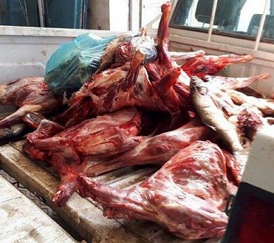 240 کیلوگرم گوشت غیر قابل مصرف در مبارکه معدوم شد
