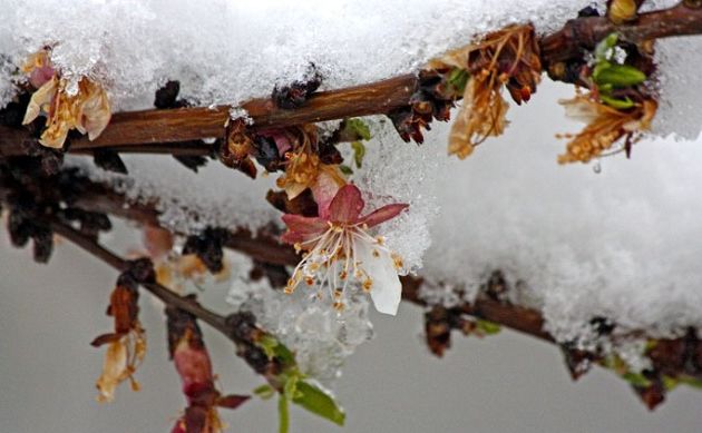 سرمای دیررس بهاره در راه است