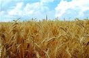 آغاز خرید تضمینی گلرنک در سیستان و بلوچستان