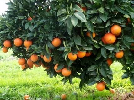 توصیههای اردیبهشتی هواشناسی کشاورزی