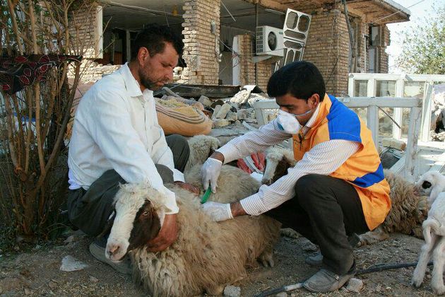 پرداخت خسارت 600 هزار تومانی و 3 میلیون تومانی برای دامهای سبک و سنگین مناطق زلزله زده