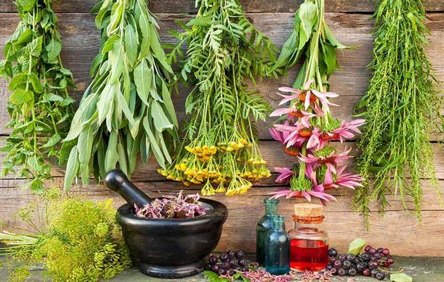 گل گاوزبان و گل محمدی بیشترین سطح زیرکشت گیاهان دارویی را در مازندران دارد