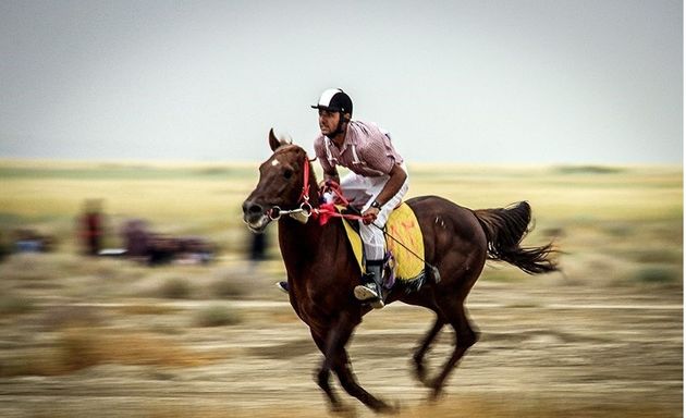 جشنواره منطقهای اسب بومی و کرد در اردبیل برگزار میشود