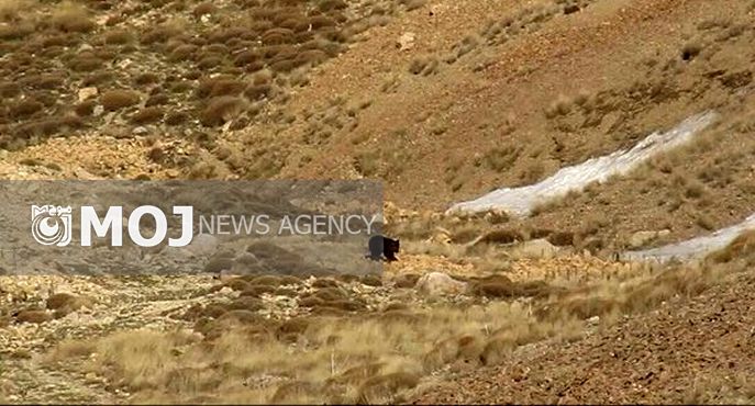 حضور خرسهای قهوهای در ارتفاعات شمال تهران