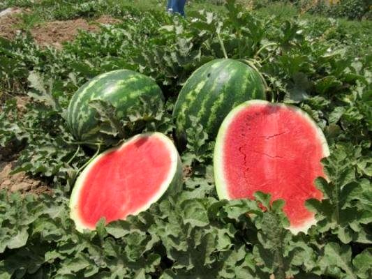 استفاده از پودر بهداشتی برای رشد هندوانه کذب است