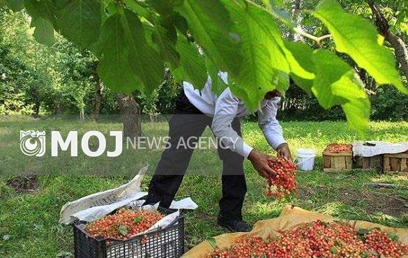 محصولات کشاورزی هنوز تشکل صادراتی ندارند