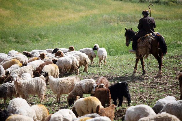 عشایر کرمانشاه سالانه بیش از 10 هزار تن گوشت قرمز تولید میکنند
