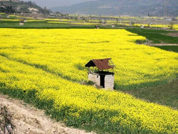کشت کلزا در 246 هکتار از اراضی سیمرغ