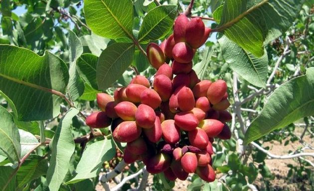 صادرات۱۹ هزار تن پسته ایرانی/قیمت هر کیلوگرم پسته تجاری ۹ دلار