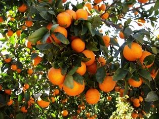برداشت ۳۷ هزار تن نارنگی از باغهای هرمزگان