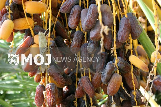 ۸۰ درصد محصول درختان خرمای دلگان سیستان و بلوچستان خسارت دید