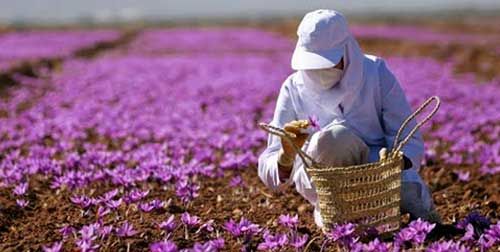 برداشت ۱۵ کیلوگرم زعفران در ابرکوه پیش بینی می شود