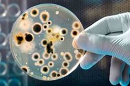 تأثیر میکروبها در بروز بیماریهای قلبی و عروقی