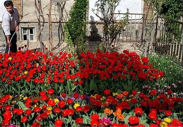 پرداخت تسهیلات ۵۰ میلیارد ریالی برای تولید گلهای آپارتمانی در گلستان