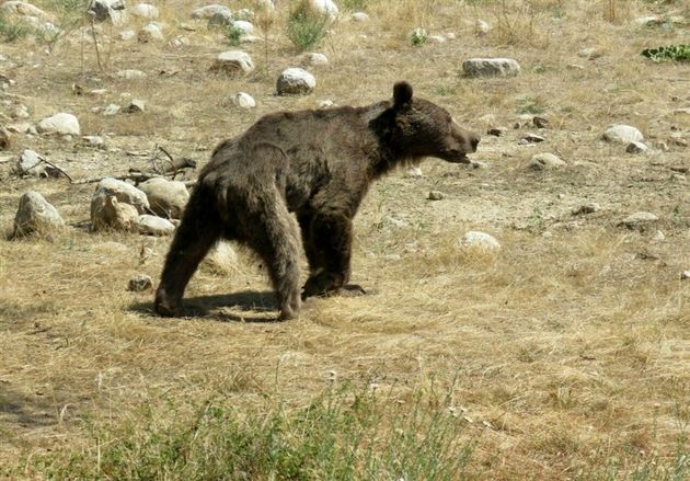 خرس قهوهای باعث مسدود شدن جاده منتهی به صالح آباد شد