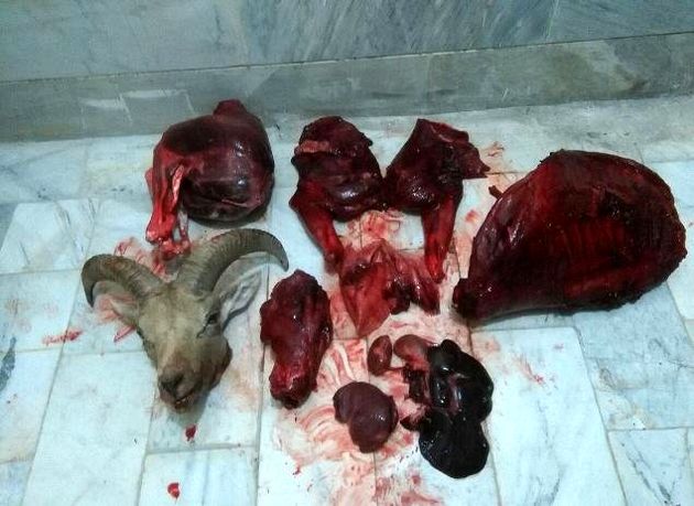 کشف لاشه قوچ وحشی از شکارچیان در شاهرود