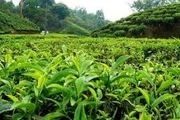 هیچ دستگاه دولتی چای داخلی نمی خرد