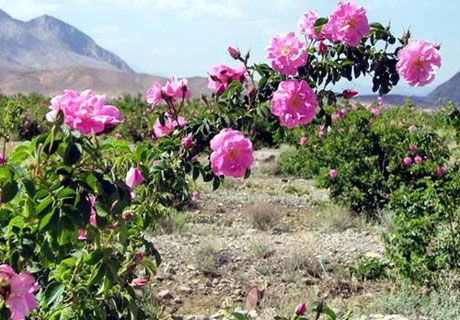 هرسین بزرگترین گلستان گل محمدی کرمانشاه
