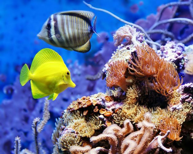 رتبه نخست استان اصفهان در تولید ماهیان زینتی