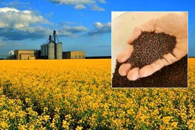 افتتاح سیلو 30 هزار تنی ذخیره دانههای روغنی در کرمانشاه