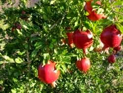 نوبرانه های پاییز ارزان به بازار کرمانشاه رسید