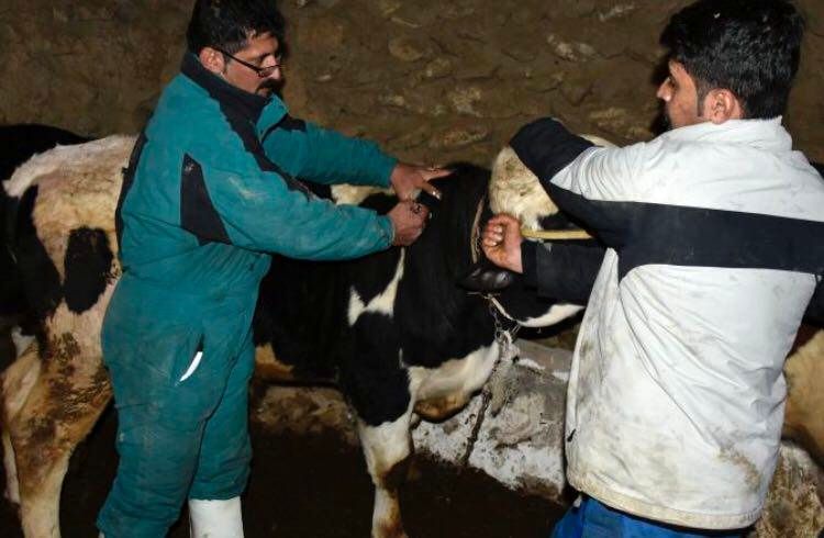 آغاز مرحله دوم مایه کوبی تب برفکی در استان کردستان