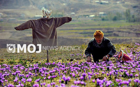 ایجاد ۱۷۳ هزار شغل در روستاهای کشور