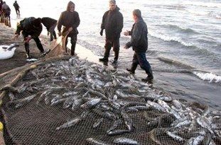آغازصید ماهی کیلکا دردریای مازندران ،پس از 100روز تعطیلی داوطلبانه