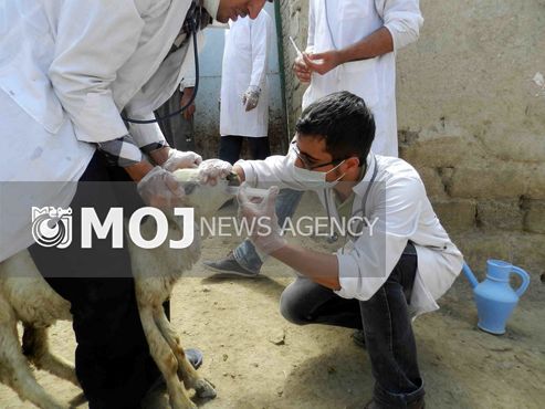 دامپزشکی نقش مهمی در کاهش فقر مناطق روستایی دارد