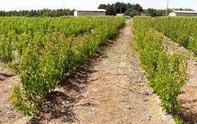 تولید 3.5 میلیون نهال برای مقابله با ریزگردها در خوزستان