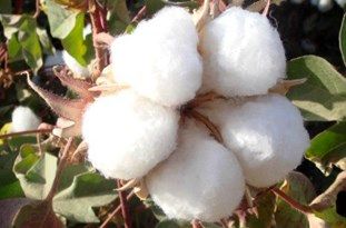 کشت یکهزار هکتار پنبه بدون آتشزدن بقایای گیاهی در گنبدکاووس