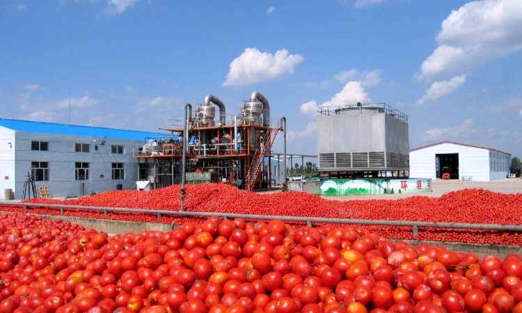 آغاز خرید حمایتی گوجه فرنگی در هشتبندی میناب