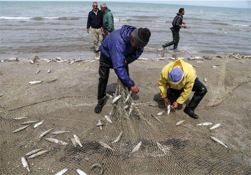 25 درصد افزایش صادرات محصولات آبزی