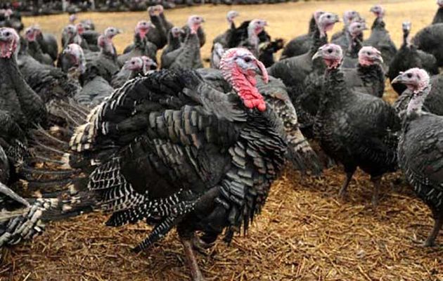 بوقلمونهای مبتلا به آنفولانزای فوق حاد پرندگان در خرمآباد معدوم شدند