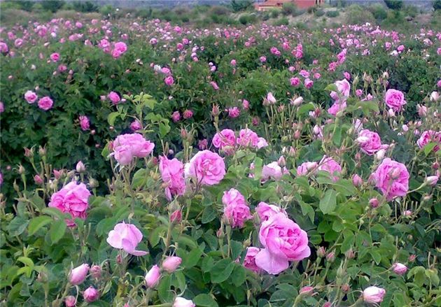 هفت هزار تن گل محمدی در کاشان برداشت شد