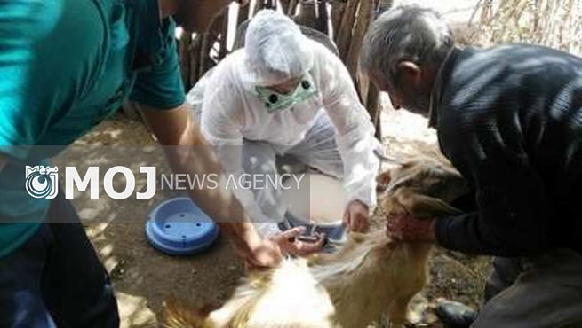 واکسیناسیون ۵۹۴ هزار راس دام سبک در لرستان