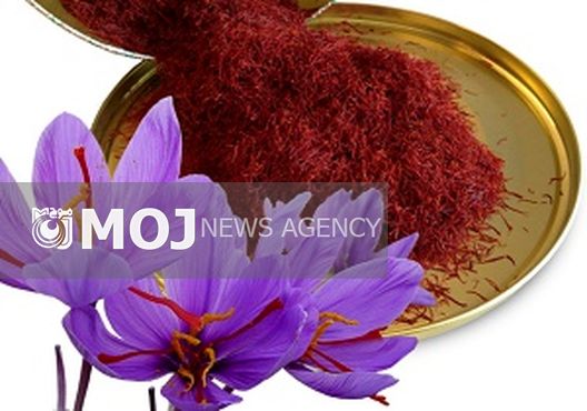 طلای سرخ ایرانی به یغما رفت