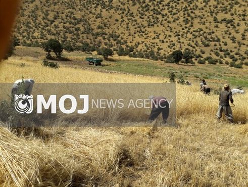 برداشت ۹۲ هزار تن گندم از ۴۵ هزار هکتار زمین کشاورزی در اسلامآباد غرب