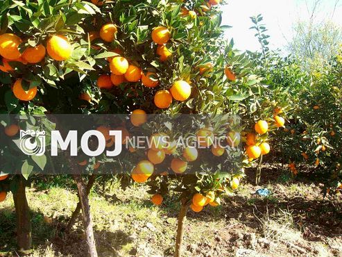سوسک کریپت در ۵۰ هکتار از باغهای مرکبات گلوگاه رهاسازی شد