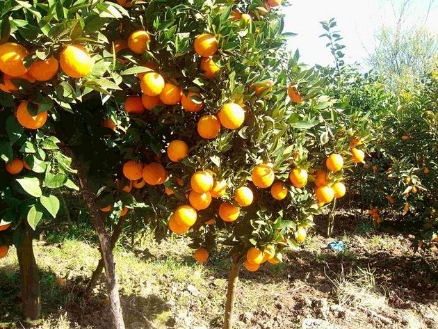سوسک کریپت در ۵۰ هکتار از باغهای مرکبات گلوگاه رهاسازی شد