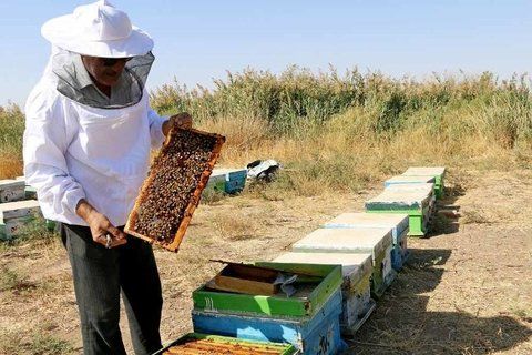 فعالیت حدود ۴۵۰ زنبوردار بومی در شهرستان سیاهکل