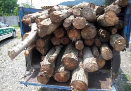 کشف 3 تن چوب بلوط قاچاق در نجف آباد