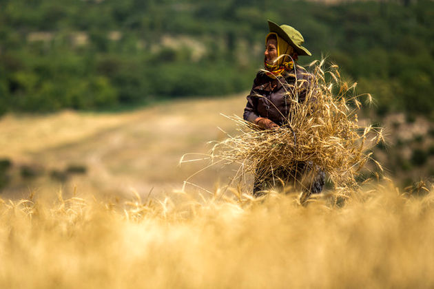 ۷۸۵ میلیارد تومان مطالبات گندمکاران استان گلستان پرداخت شد