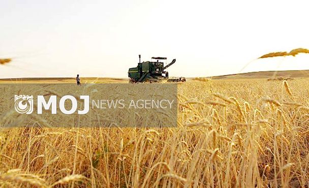خرید تضمینی گندم در کرمانشاه ۱۰ درصد افزایش یافته است