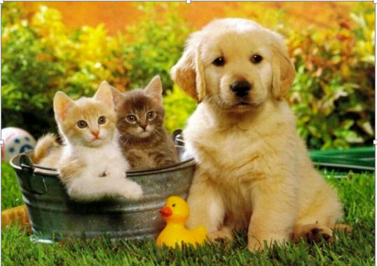 هرآنچه که برای مراقبت حیوانات خانگی نیاز دارید