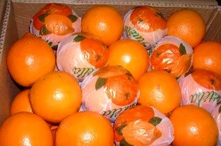 دامنه وسیع خسارت مرکبات در مازندران/چرا کسی یادی از مرکبات مازندران نمیکند