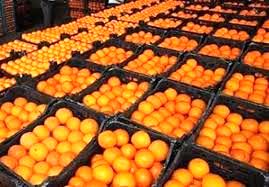 توزیع میوه شب عید از 23 اسفند آغاز می شود